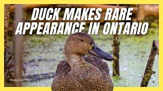 MegaRare Duck Captures Attention Of Birders In Ontario [upl. by Yttam]