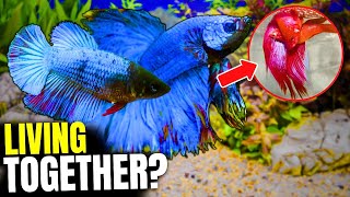 How to tell the difference between Male amp Female Angel fish [upl. by Gare]