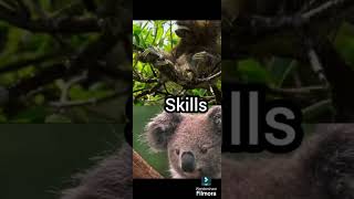 Threetoed sloth VS koala animals animales debates gozillavskong edit vsedit [upl. by Llertrac]