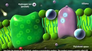 Photosynthesis Light reaction Calvin cycle Electron Transport 3D Animation [upl. by Lienhard]