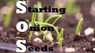 How to Start Onions Indoors  Growing from seed [upl. by Enawd591]