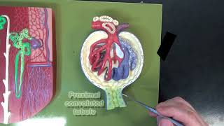 3 Part Kidney Model Part 3 – The Renal Corpuscle [upl. by Akirea]