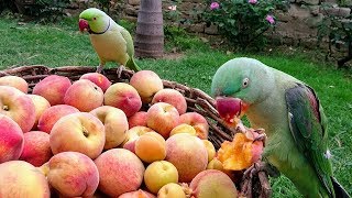 Parrots Eating Peaches [upl. by Joe]