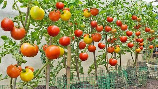 No need to buy tomatoes anymore Here is the Tomato Growing Solution for your family [upl. by Airotna]