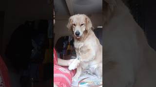 best raksha Bandhan forever ♾️💕trending doglover goldretriever hindisong viralshorts ytshorts [upl. by Tiebout]