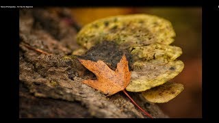 Nature Photography  Ten Tips For Beginners [upl. by Otineb]