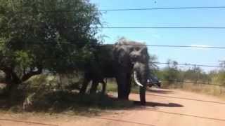 Elephant charging our car in the Pilanesberg Game Reserve [upl. by Melli304]