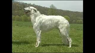 Borzoi  AKC Dog Breed Series [upl. by Aisac]