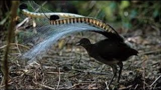 The Lyrebird  Amazing Sounds of The Lyrebird Mating Dance Call  Australian Birds [upl. by Thaddaus128]