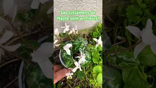 Cyclamen de Naples cyclamen bulb vegetosphere flowers [upl. by Teahan]