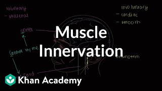 Muscle innervation  Muscularskeletal system physiology  NCLEXRN  Khan Academy [upl. by Jacob]