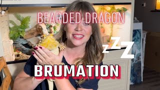 Bearded Dragon Brumation [upl. by Nwahsd28]