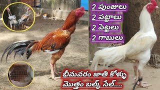 2 పుంజులు2 పట్టాలు2 పెట్టలు4 పిల్లలు2 గాబులుబల్క్ సేల్88865 81388 [upl. by Ostler]