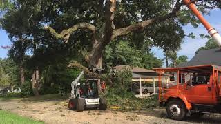 Live oak with root rot taken down [upl. by Aniretac123]