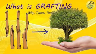 What is Grafting  MethodsTechniquesBenefits of Grafting  Grafting Tools [upl. by Borroff]