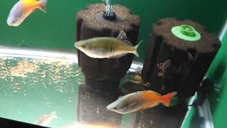 Fishroom Tour Of Peplin Creek Aquatics and Foxies Fishes [upl. by Ioves513]