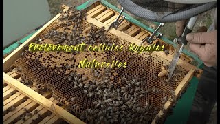 Prélèvement cellules royales naturelles [upl. by Hedva]