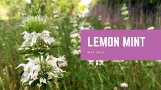 Lemon Mint  Plant of the Month [upl. by Adnorhs993]