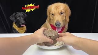 Unbelievable Dogs CAN eat VEGESTABLES  Diet Food for Golden amp Labrador Dogs Part 2 [upl. by Klenk500]