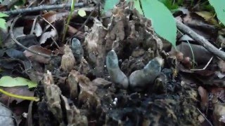 A Dead Mans Finger  Xylaria polymorpha5202016 [upl. by Ahsirt]