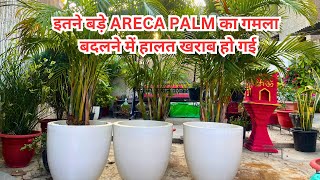 ARECA PALM REPOTTING STEP BY STEP  GARDENING DIY Plant Life [upl. by Ahsened]