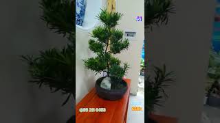 Tiểu Cảnh Bonsai cây Tùng  Khổng Minh  Tây Ninh [upl. by Anah]