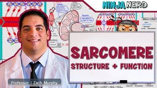 Musculoskeletal System  Sarcomere Structure Actin amp Myosin [upl. by Bengt]