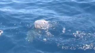 Pescata con il palamito al largo di san vito trapani [upl. by Tenaj]