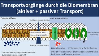 Transportvorgänge durch die Biomembran Stofftransport durch die Biomembran Biologie Oberstufe [upl. by Kristina]