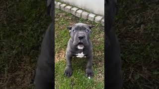 Cane corso puppies puppy canecorso dog dogbreed [upl. by Annauqahs]