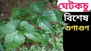 ঘেট কচুখারকোন এর বিশেষ উপকার।।Bengal Arum।। [upl. by Arabela23]