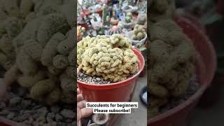 Brain Cactus  Mammillaria Elongata Cristata [upl. by Myrvyn]