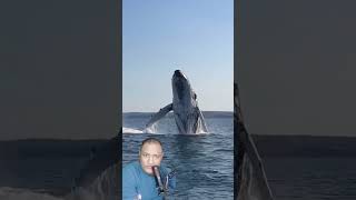 اكبر واضخم حُوتُ العَنبَرِ الاسم العلمي Physeter macrocephalus watercontent food fishy🐋🦐🤣 اك [upl. by Inahpit744]