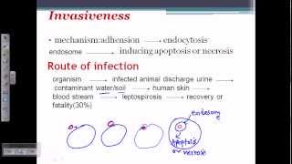 Leptospira pathogenesis [upl. by Ardyth558]