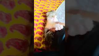 Cat marathi video kaisa laga cat viralshorts shorts like catlovers funnycats [upl. by Costin]