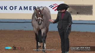 2020 AQHA Select Performance Halter Stallions [upl. by Latimer]