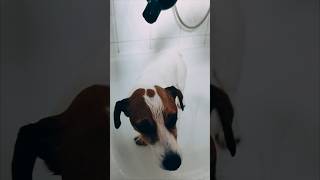 😭ich muss duschen 😭 respectshorts puppy lustig jackrussell beagle pets [upl. by Jacquet481]