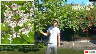 Zahradnictví SAFRO® Kvetoucí katalpy Flowering catalpas  English subtitles [upl. by Eidob]