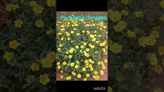 Plants shortvideo flowers [upl. by Gherardo561]