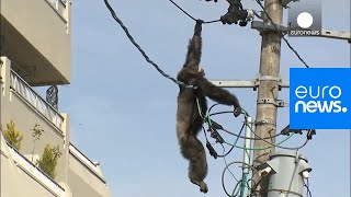 Chimp escape Primate swings from live power lines falls from electricity pole  euronews 🇬🇧 [upl. by Ahsla580]