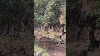 Tigress Arrowhead T84 With Cubs Zone 2 Ganesh Mandir Parikrama Marg 🌳🙏Ranthambhore National Park [upl. by Egidio]