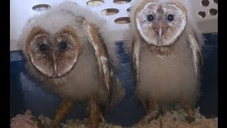 Baby Barn Owls [upl. by Ridglea]