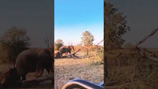 Elephant doesnt want anyone to enter his forest 🐘🐘🐘elephannature 4kviral shorts [upl. by Vinna]