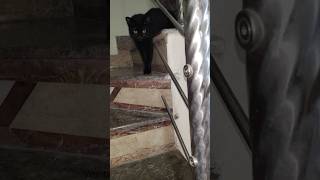 The Black Persian Cat [upl. by Astera]