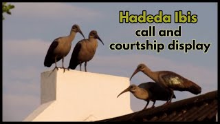 Hadeda Ibis call and courtship display [upl. by Burris]