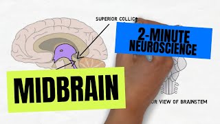 2Minute Neuroscience Midbrain [upl. by Kippie]