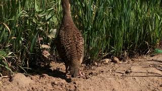 grey francolin female voiceindian teetar bird [upl. by Kos]