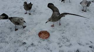 Herring Gulls and Ringbilled Gulls Feasting [upl. by Woodring]