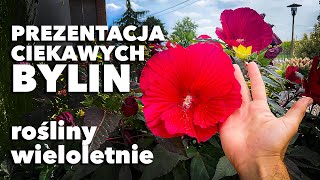 Wyjątkowe byliny do ogrodu i donic  rośliny wieloletnie [upl. by Ane]