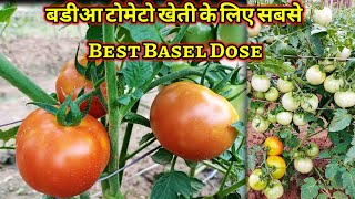 Best Basel Dose For Tomato Farming  शुरू से last तक टोमेटो मे दिये जाने वाले Nutrients [upl. by Ragen]